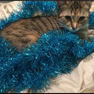 Meet your Posher, Shayla